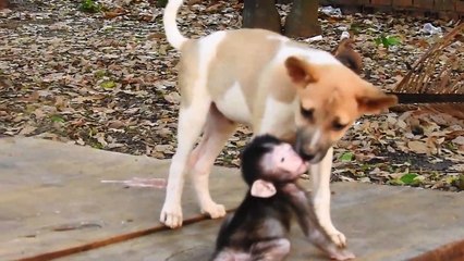 Monkey Baly kiss baby Lucky puppy so funny   Monkey Cute