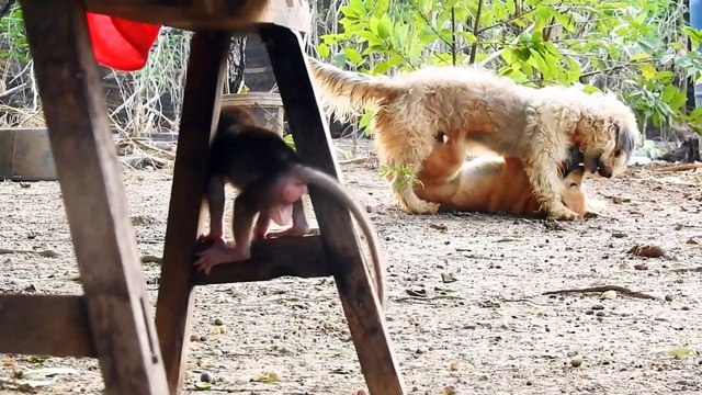 Small monkey​ Baly play with cute baby Lucky dog Monkey Baly