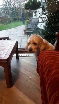 Lancashire dog sings Eastenders theme tune