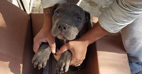 Au Mexique, un garçon de 12 ans dépose son pitbull dans un refuge pour le protéger de son père violent