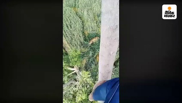 खेत में 5 घंटे दिखता-ओझल होता रहा पैंथर, 2 ग्रामीणों को घायल किया, 5 घंटे की मशक्कत के बाद ट्रेंक्यूलाइज किया