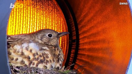 This Mama Bird Built Her Nest in an Unusual Place