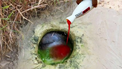 Experiment  : Turmeric Vs Eggs Catch A Lot Of Fish From Hole