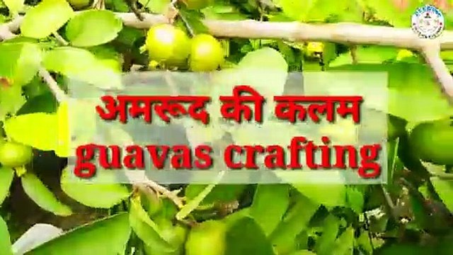 how_to_grow_Guava_cutting_%E0%A4%85%E0%A4%AE%E0%A4%B0%E0%A5%82%E0%A4%A6_%E0%A4%95%E0%A5%80_%E0%A4%95%E0%A4%B2%E0%A4%AE_%E0%A4%95%E0%A5%88%E0%A4%B8%E0%A5%87_%E0%A4%A4%E0%A5%88%E0%A4%AF%E0%A4%BE%E0%A4%B0_%E0%A4%95%E0%A4%B0%E0%(360p)