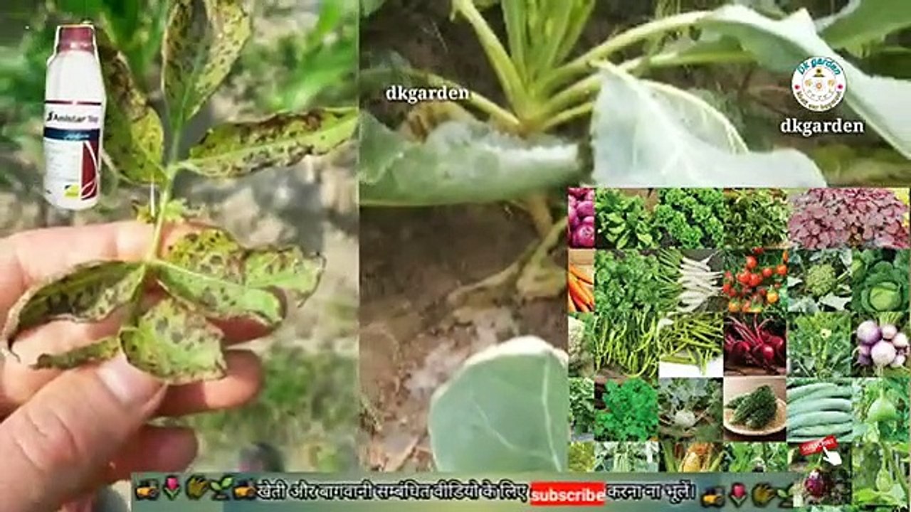 Amistar_top_fungicide_ki_ful_jankari_in_Hindi(360p)