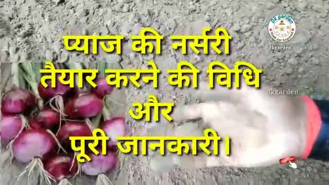 Onion_seed_growing__%E0%A4%AA%E0%A5%8D%E0%A4%AF%E0%A4%BE%E0%A4%9C%E0%A4%BC_%E0%A4%95%E0%A5%80_%E0%A4%A8%E0%A4%B0%E0%A5%8D%E0%A4%B8%E0%A4%B0%E0%A5%80_%E0%A4%A4%E0%A5%88%E0%A4%AF%E0%A4%BE%E0%A4%B0_%E0%A4%95%E0%A4%B0%E0%A4%A8%E(360p)