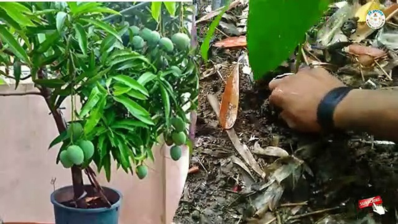 Mango_grafting__haw_to_grow_mango_bonsai_plant__mango_cutting(360p)