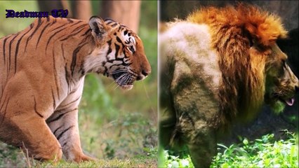Lion VS Tiger "The Muscles" Part 1- Who has more muscles and less fats