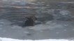 Man crosses thin ice to rescue dog from freezing pond
