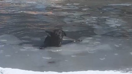 Man crosses thin ice to rescue dog from freezing pond