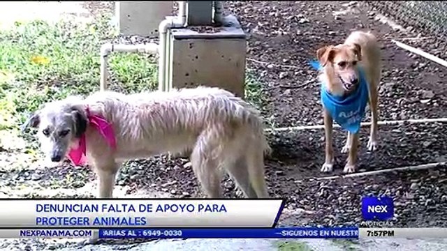 Denuncian falta de apoyo para proteger animales - Nex Noticias