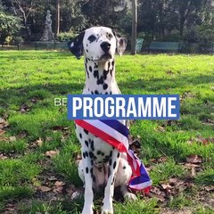 Municipales : La SPA présente Bella, une candidate qui a du chien