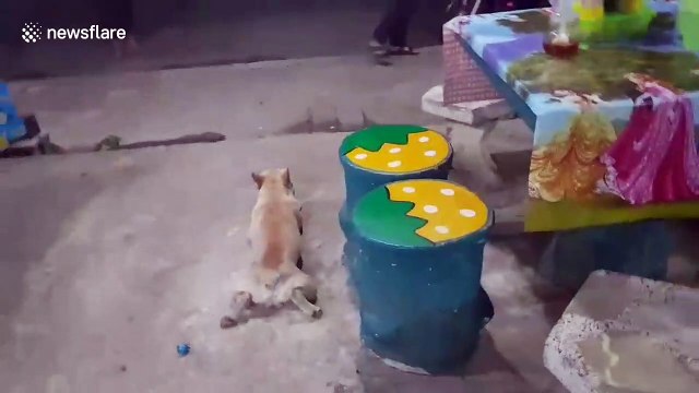 Cheeky pet dog fakes being injured to get attention from his owner