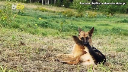 Why on Earth Does My Dog Stare at Me This Much?