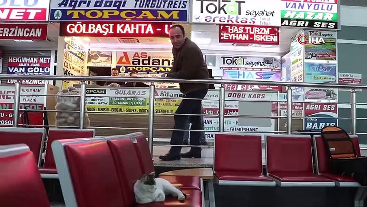 Otobüs terminalini mesken tuttu, terminalin maskotu oldu