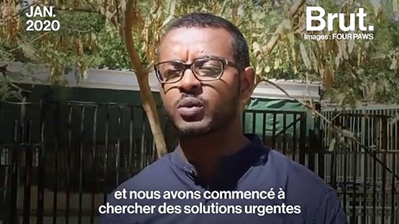 Lions affamés, malades, blessés… un zoo soudanais ne peut plus s'occuper de ses animaux