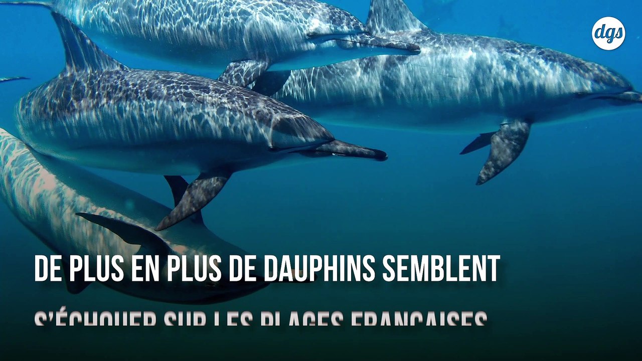 Plus de 600 dauphins retrouvés morts sur les côtes françaises en seulement trois mois