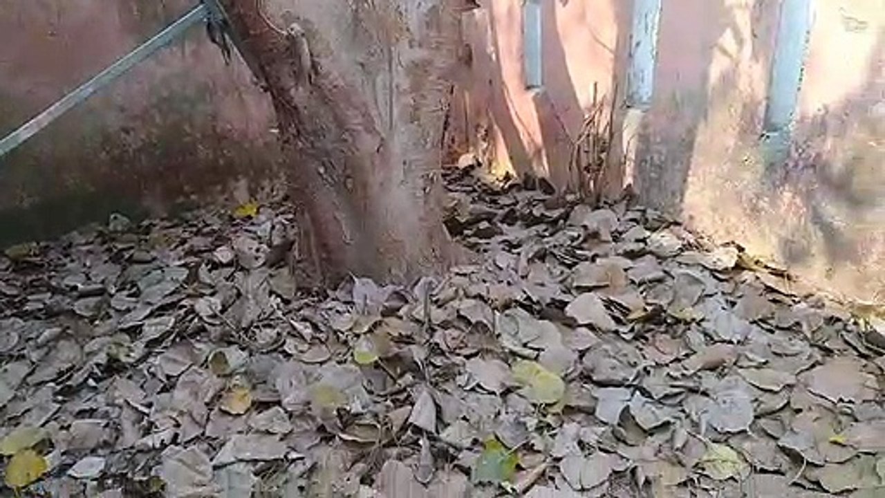 गोण्डा -बदहाल हो गए स्वास्थ्य उपकेंद्र नहीं ध्यान दे रहे जिम्मेदार