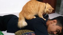 Cute Cat Gives Man a Shoulder Massage