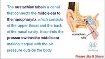 ENT Questions And Answers For Medical Students - Ear Related Questions