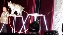 Lince farta-se de ser “palhaço” e ataca domador em espetáculo circense