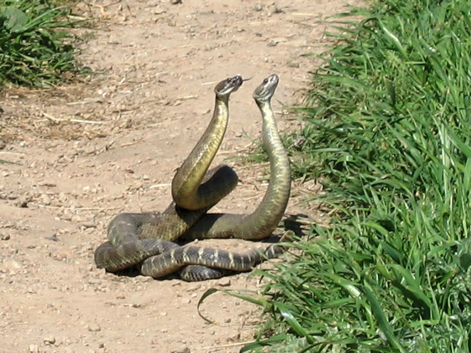 Watch out! 13 species of rattlesnakes live in Arizona - ABC15 Digital