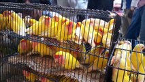 Lalukhet birds market 22-Dec-2019