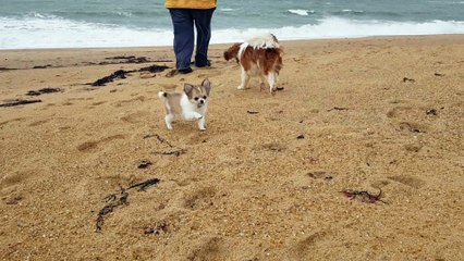 Petit Phandor et les copains à la plage à Erdeven