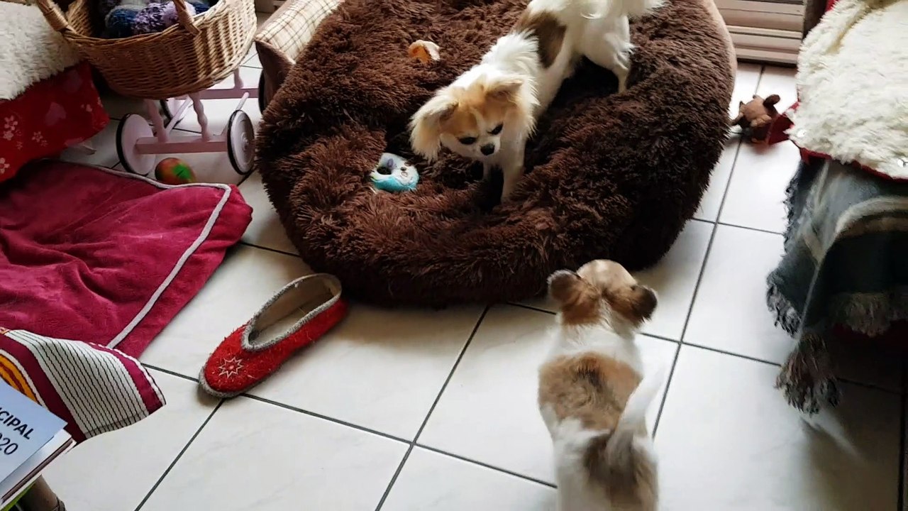 Jeux dans la maison