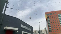 Locust Swarms Coat the Skies of Saudi Arabia