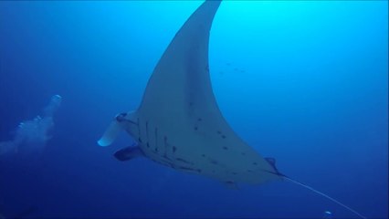 Download Video: Un plongeur intervient pour sauver une raie manta