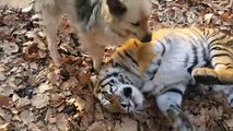 Belle amitié entre un chien et un tigre