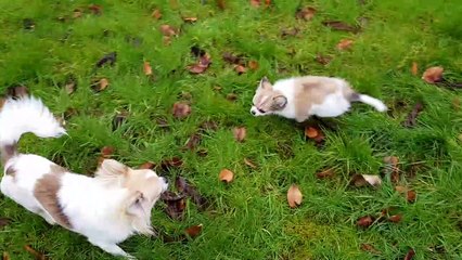 Les poilus au jardin