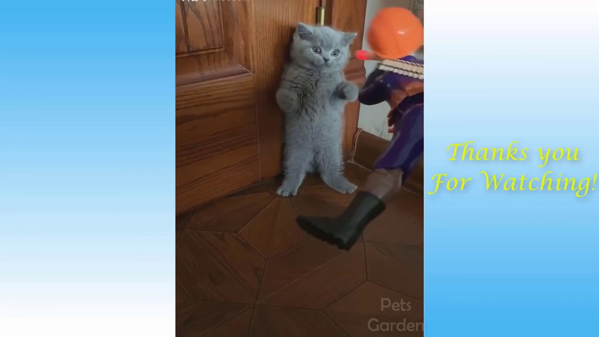Cute Pets And Funny Animals Compilation #1 - Pets Garden