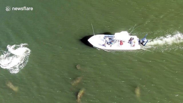 Florida boat captain appears to harass manatees