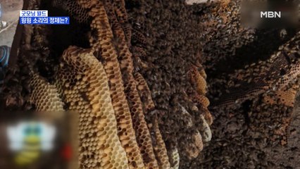 [굿모닝월드] 윙윙 소리의 정체는?