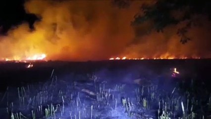 Download Video: Incêndio atinge grande área do Cascavel Velho e Corpo de Bombeiros é acionado para o combate