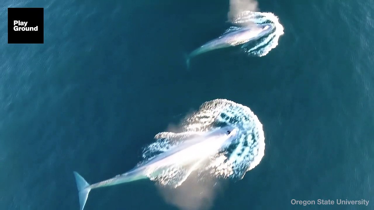 Así engulle una ballena azul a un ejército de crustáceos