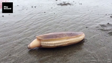 Esta almeja gigante escupiendo ha perturbado internet