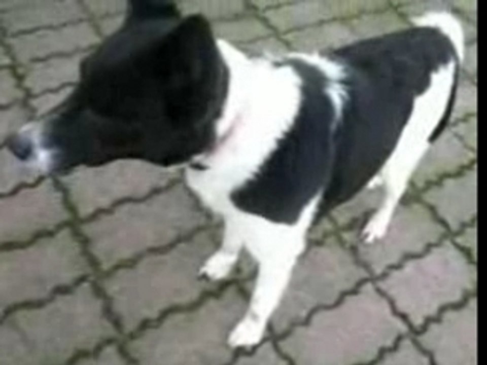 Nougat le chien pas beau