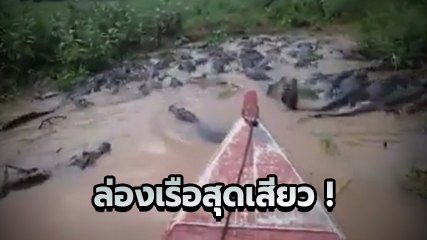 หัวใจจะวาย หนุ่มล่องเรือฝ่าดงจระเข้อย่างชิล จระเข้สิต้องกลัวพี่ !!