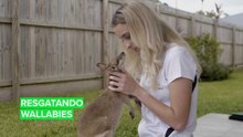 Resgatando wallabies na Austrália