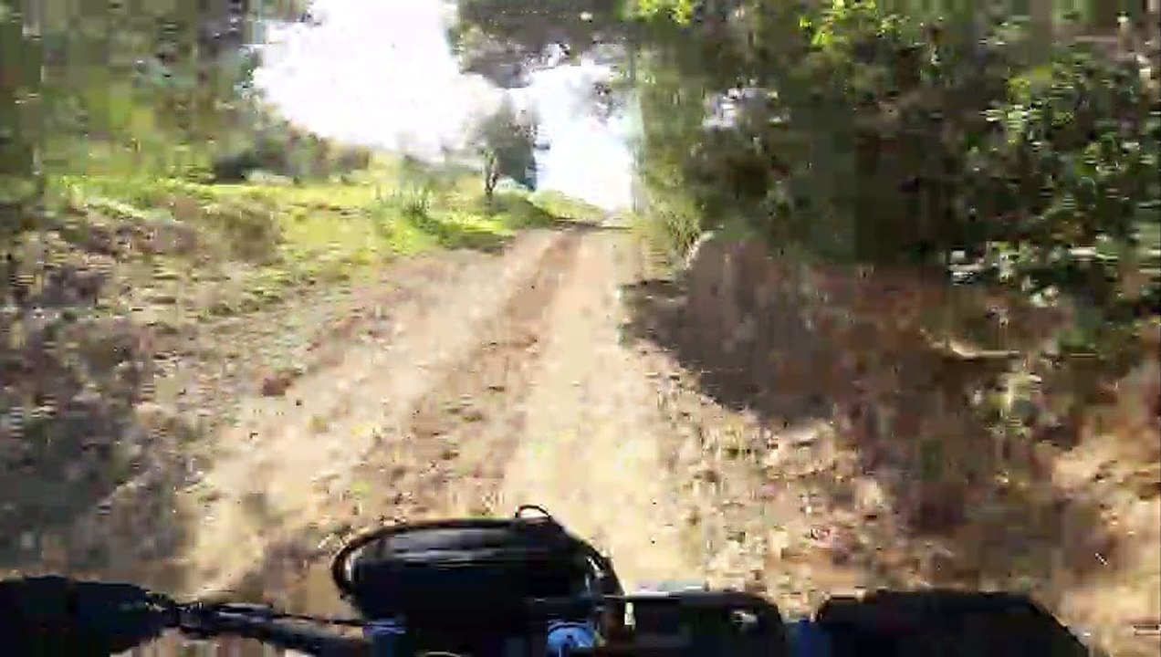 into bushes