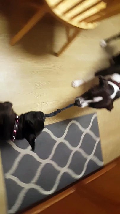 Size doesn't matter!  French Bulldog beats Pitbull at tug of war!