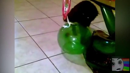 Funny Cats VS Balloons