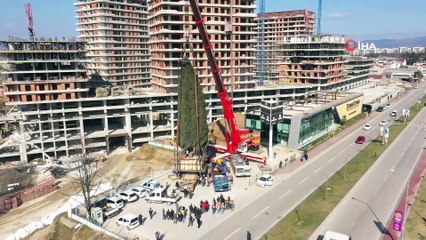 55 yıllık selvi ağacı böyle taşındı