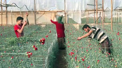 Türk çiçeği 50 ülkenin kadınları için hazırlanıyor - ANTALYA