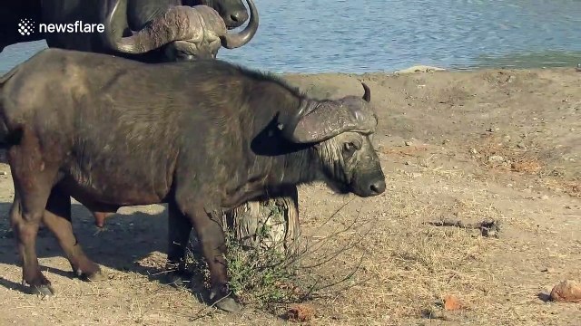 Buffaloes form orderly queue while waiting their turn to have a go on scratching post in South Africa