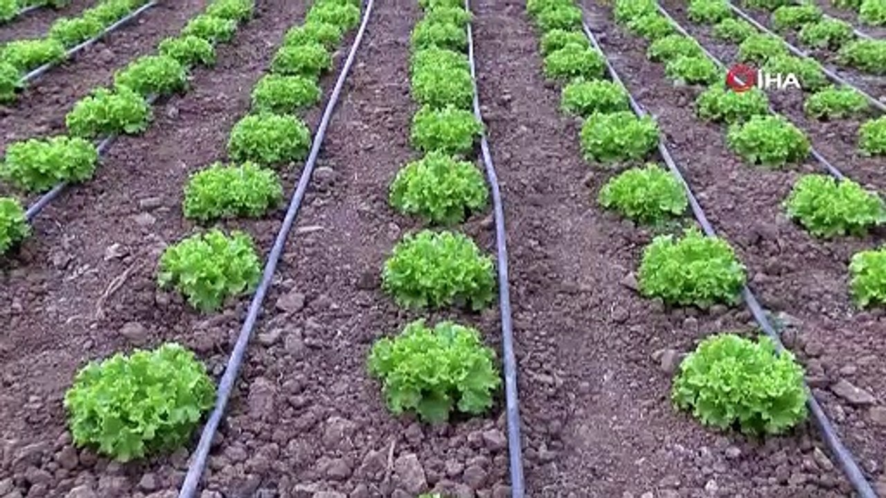 ÖRTÜ ALTI TARIMI GÖÇÜ TERSİNE ÇEVİRDİ