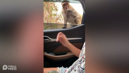Monkey Refuses Bananas But Accepts Crisps